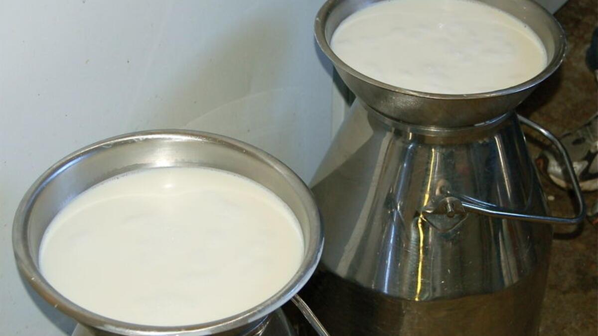 Manda sütünün faydaları nelerdir? İşte manda yoğurdu ve sütünün faydaları