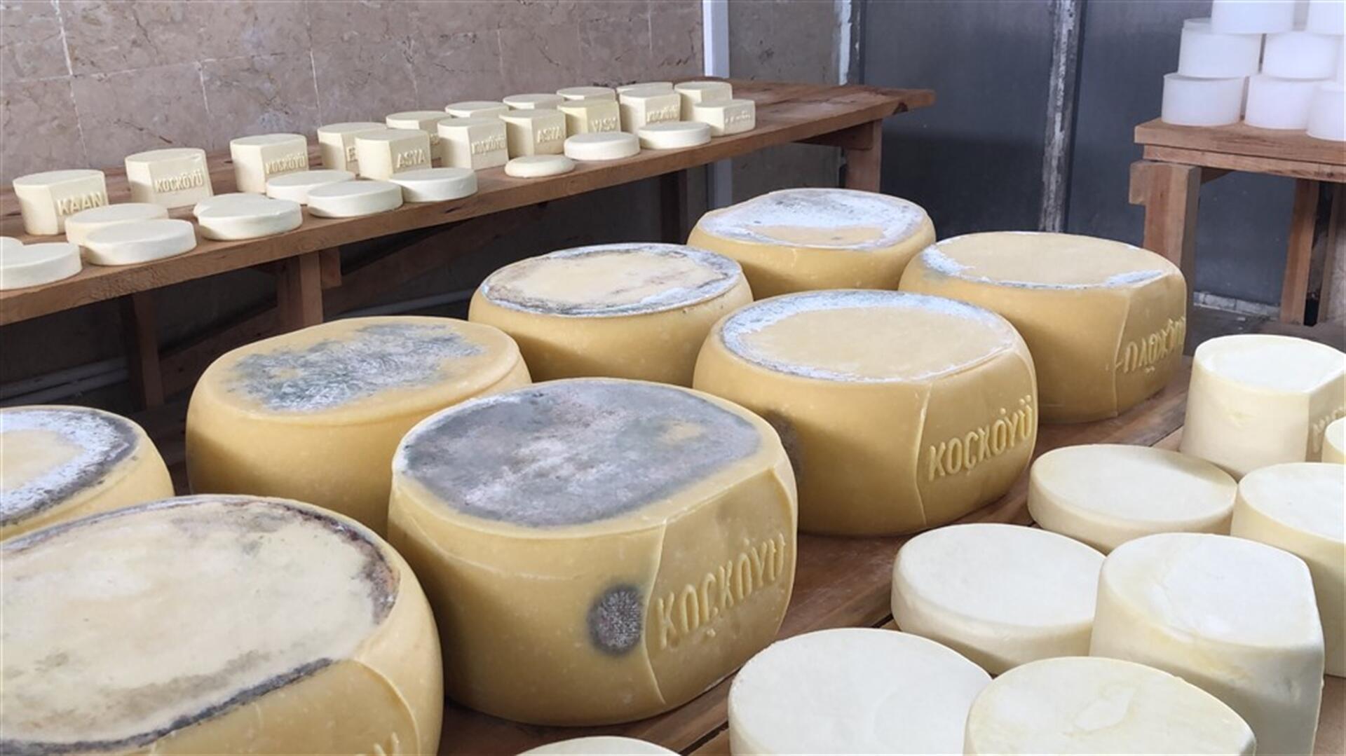 Kars'ta dört mevsim peynir üretiyorlar! Lezzetinin ve renginin sırrı