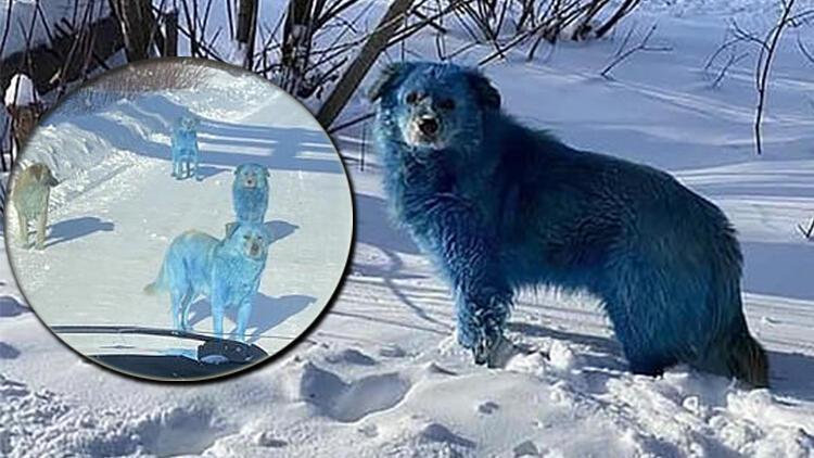 Rusya'da inanılmaz olay Köpeklerin rengi maviye dönüştü