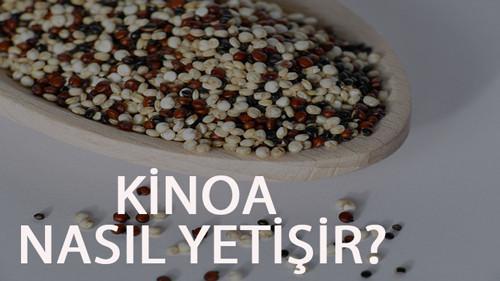 Kinoa Nasıl Yetişir? Kinoa Türkiye�de En Çok Ve En İyi Nerede Yetişir