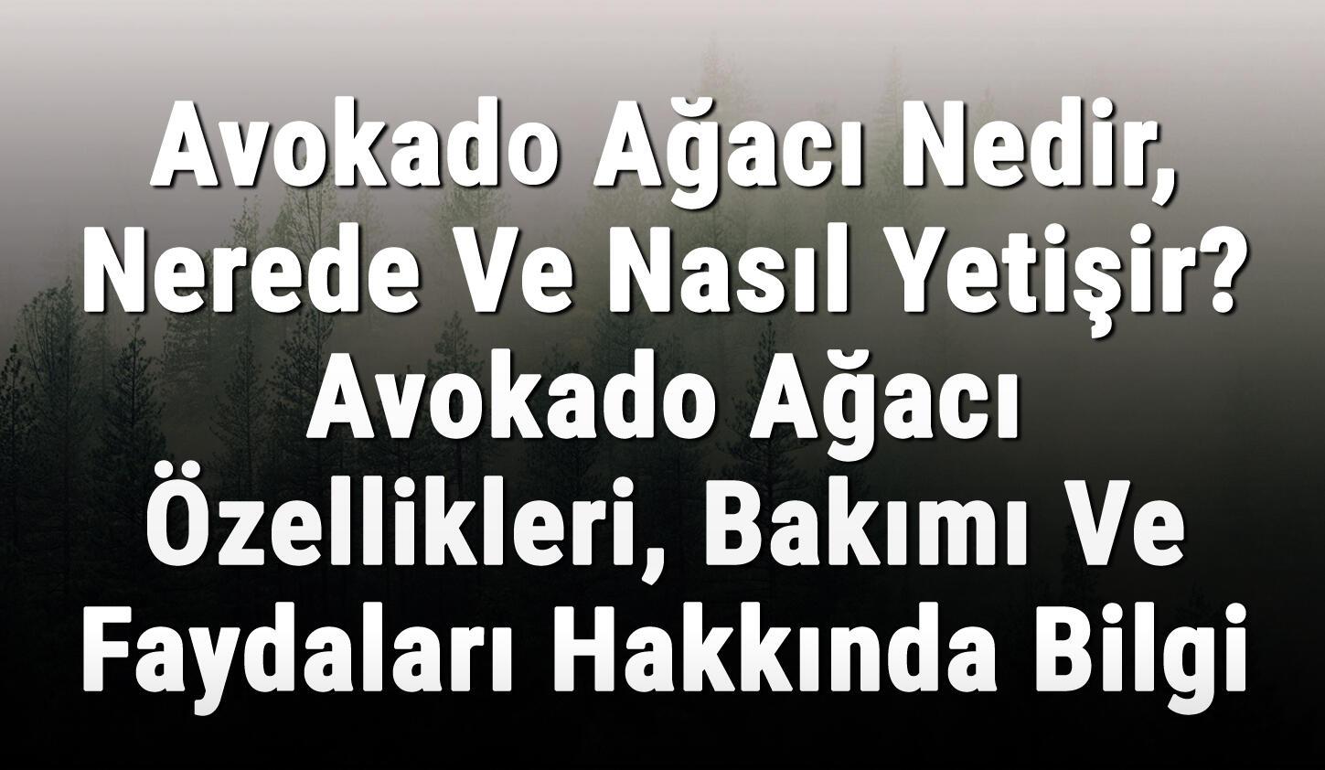 Avokado Agaci Nedir Nerede Ve Nasil Yetisir Avokado Agaci Ozellikleri Bakimi Ve Faydalari Hakkinda Bilgi