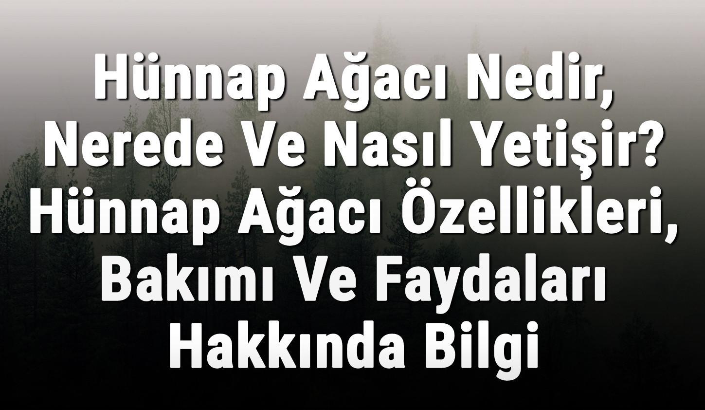 Hunnap Agaci Nedir Nerede Ve Nasil Yetisir Hunnap Agaci Ozellikleri Bakimi Ve Faydalari Hakkinda Bilgi