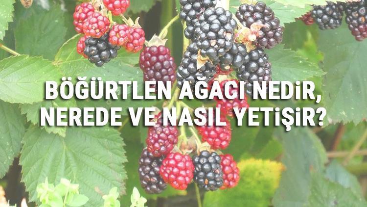 Bogurtlen Agaci Nedir Nerede Ve Nasil Yetisir Bogurtlen Agaci Ozellikleri Bakimi Ve Faydalari Hakkinda Bilgi