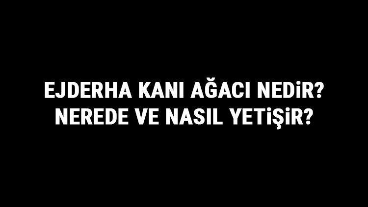 Ejderha Kani Agaci Nedir Nerede Ve Nasil Yetisir Ejderha Kani Agaci Ozellikleri Bakimi Ve Faydalari Hakkinda