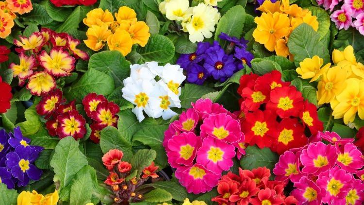 Çuha çiçeği nedir, çuha çiçeği bakımı nasıl yapılır?