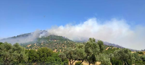 son dakika izmir odemis te orman yangini son dakika haberleri