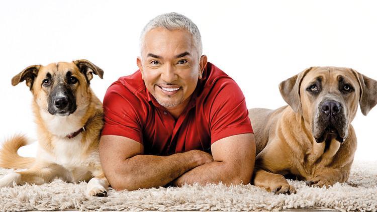 Cesar Millan Kopekleri Rehabilite Ediyorum Insanlari Egitiyorum Magazin Haberleri