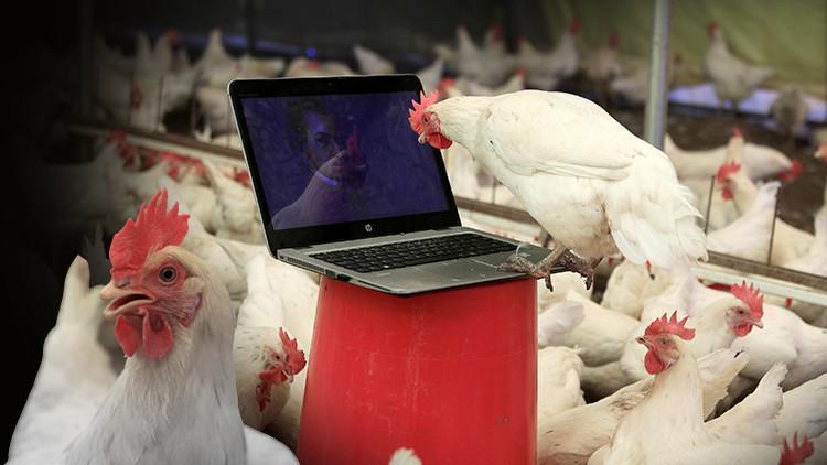 Tavuklar Icin Klasik Muzik Repertuvari Hazirlatti Sonucu Sasirtti Son Dakika Haber Tavuklar Icin Klasik Muzik Repertuvari Hazirlatti Sonucu Sasirtti Son Dakika Haber