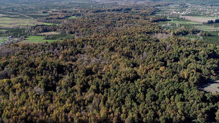 Kizilcam Agacinin Ozelligi Nedir Kac Yilda Buyur Uzmanlar Kizilcam Agacindan Umutlu Son Dakika Haberleri Internet