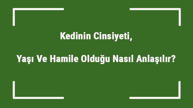Kedinin Cinsiyeti Yasi Ve Hamile Oldugu Nasil Anlasilir Kedinin Erkek Mi Disi Mi Oldugunu Ogrenme