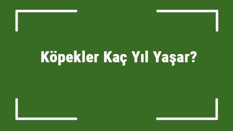Kopekler Kac Yil Yasar Kopeklerin Ortalama Yasam Suresi Ne Kadardir