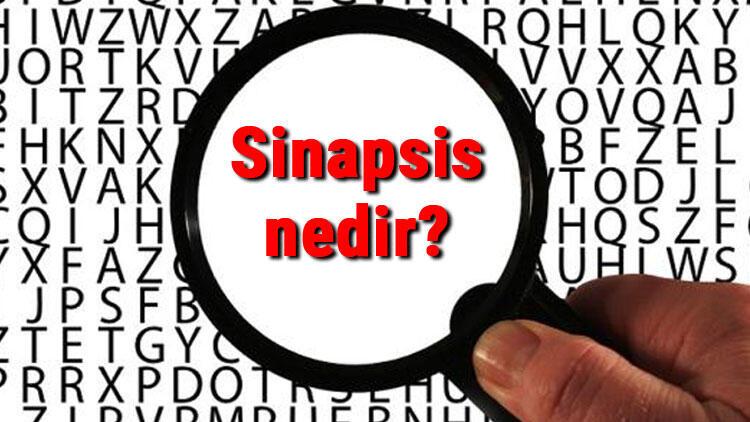 Sinapsis Nedir Ve Nerede Gorulur Sinapsis Olaylarinin Goruldugu Evre Hangisidir