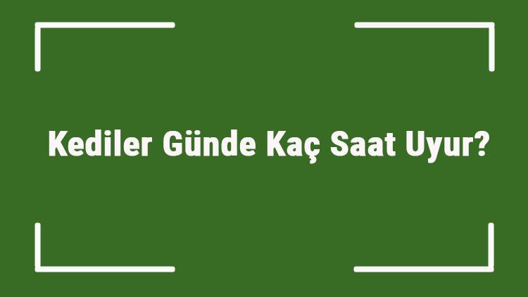 Kediler Gunde Kac Saat Uyur Kedilerin Ortalama Uyku Saati