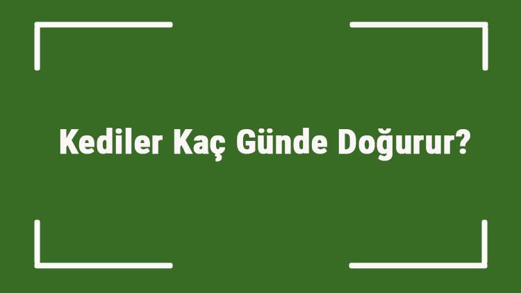 Kediler Kac Gunde Dogurur Kediler Kacinci Hafta Ve Ayda Dogurur