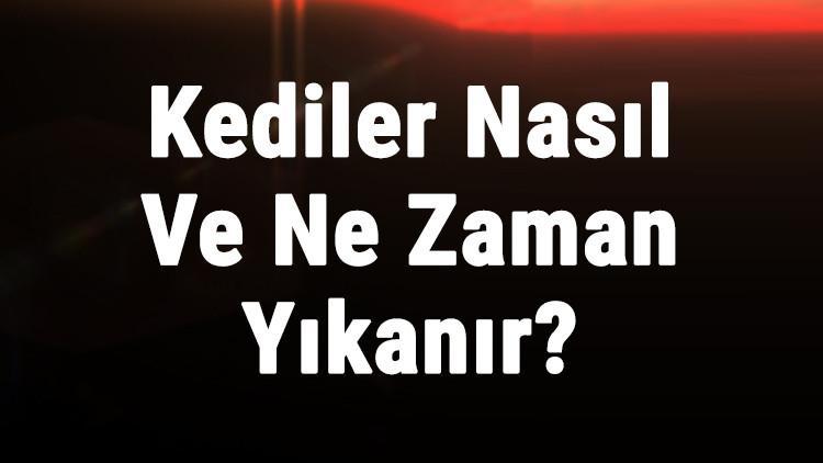 Kediler Nasil Ve Ne Zaman Yikanir Yavru Kucuk Ve Yetiskin Cins Kedi Yikama Onerileri