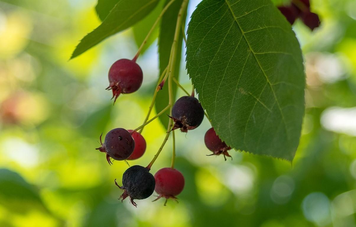 Τι είναι το chokeberry, ποια είναι τα οφέλη του για την υγεία;