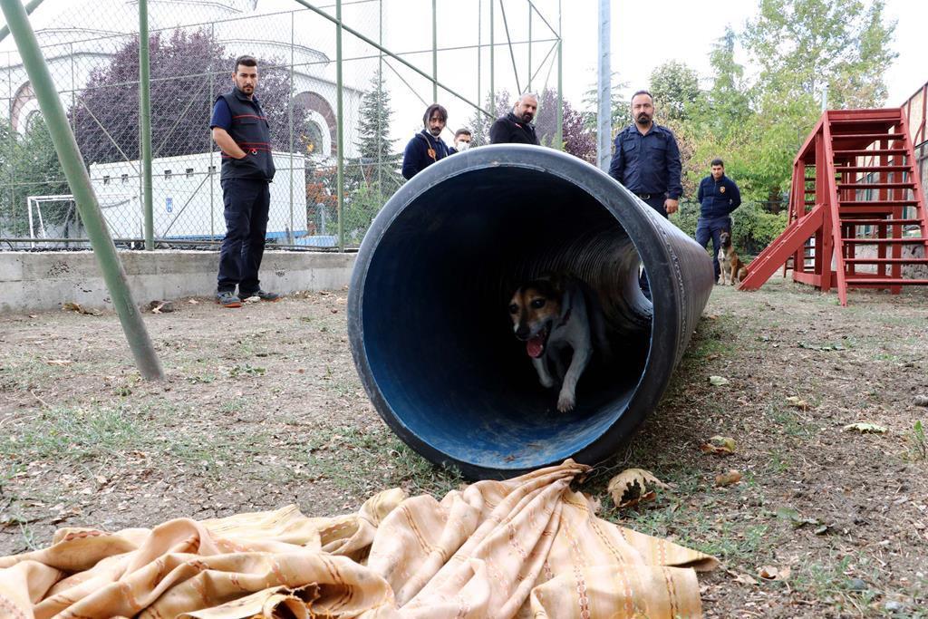 Ankara Haberleri Tutmayin Kucuk Eniste Yi Yerel Haberler