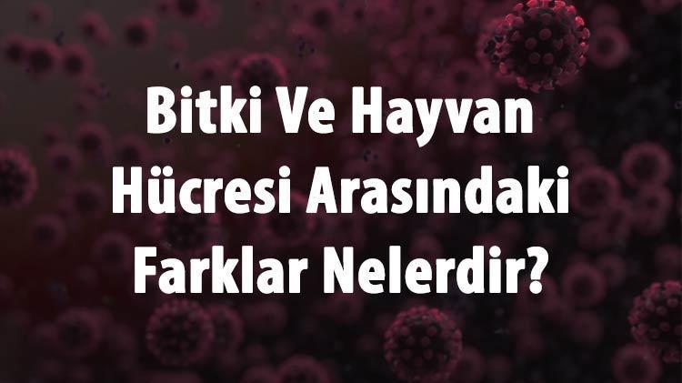 Bitki Ve Hayvan Hucresi Arasindaki Farklar Nelerdir Bitki Ve Hayvan Hucresi Arasindaki Ortak Ve Benzer Ozellikler