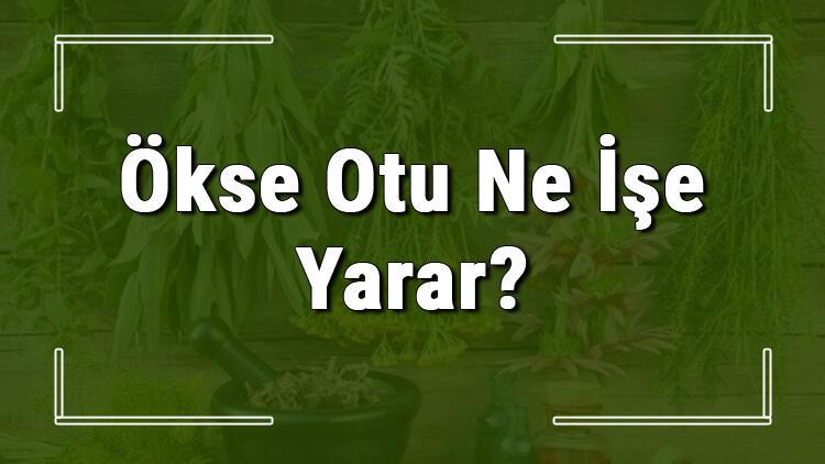 Okse Otu Nedir Ne Ise Yarar Ve Nerede Yetisir Okse Otunun Faydalari Nelerdir Ve Neye Iyi Gelir Mahmure