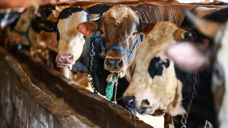 Kurban Bayramı ne zaman, ayın kaçında Bayram tatili kaç gün İşte detaylar