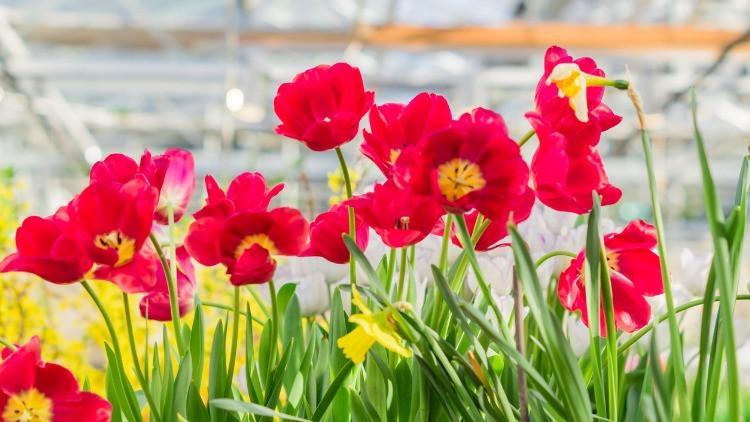 CEMRE NE ZAMAN DÜŞECEK