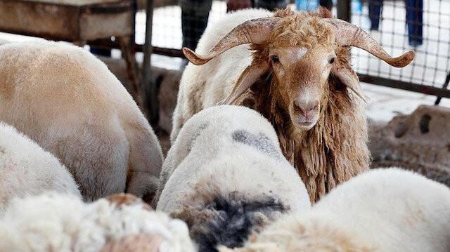 2023 KURBANLIK FİYATLARI AÇIKLANDI MI