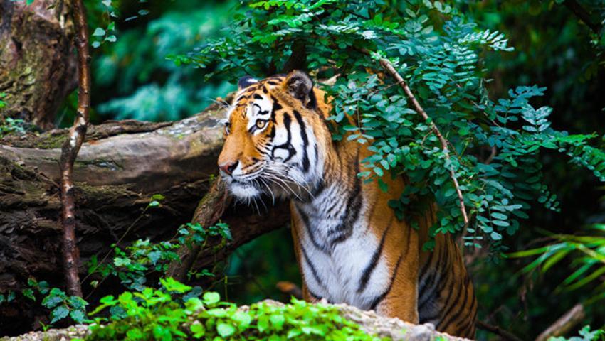 Rüya Tabirleri - Büyük Rüya Tabiri Sözlüğü, Rüya Yorumları ve Rüyada