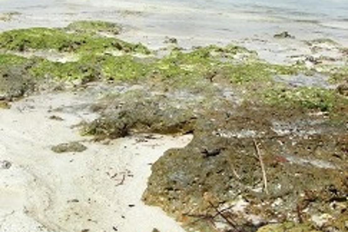 Toprağı mercan, denizi mahcup baharat adası