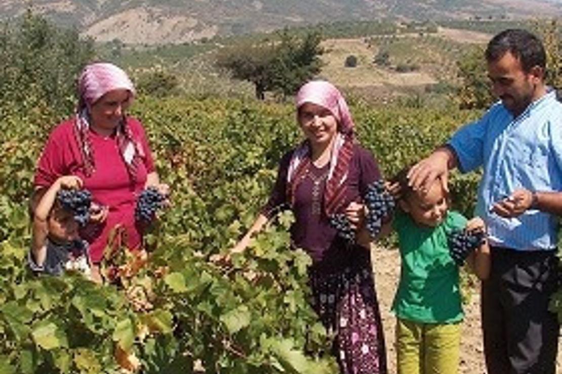 Şarköy’ün şarap mevsimi eylülde başlar, ekim ortasına kadar sürer
