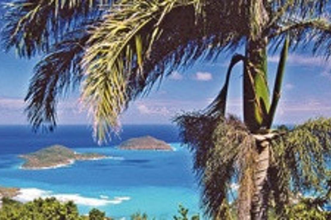 Gri papağanların zümrüt yeşili adası