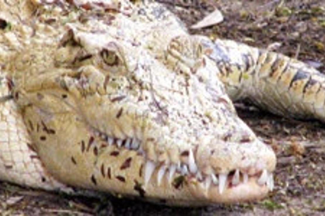 Timsahlarla tanıştım göçmen kuşları izledim