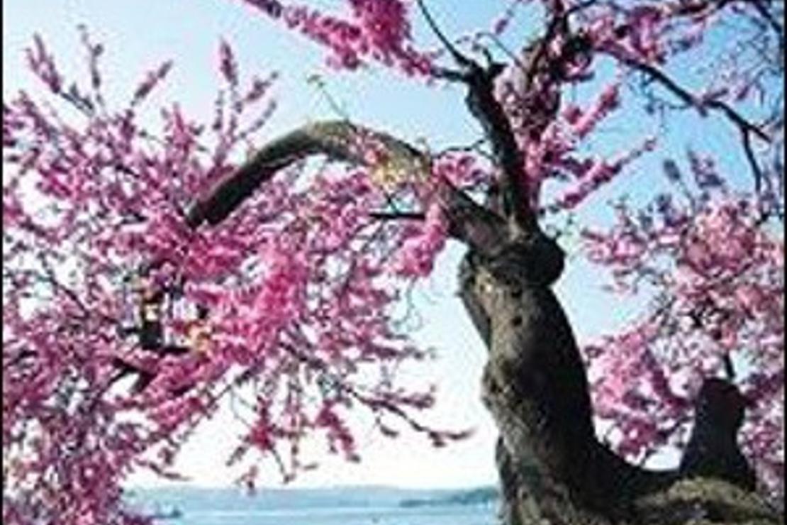 Erguvan şöleni başladı