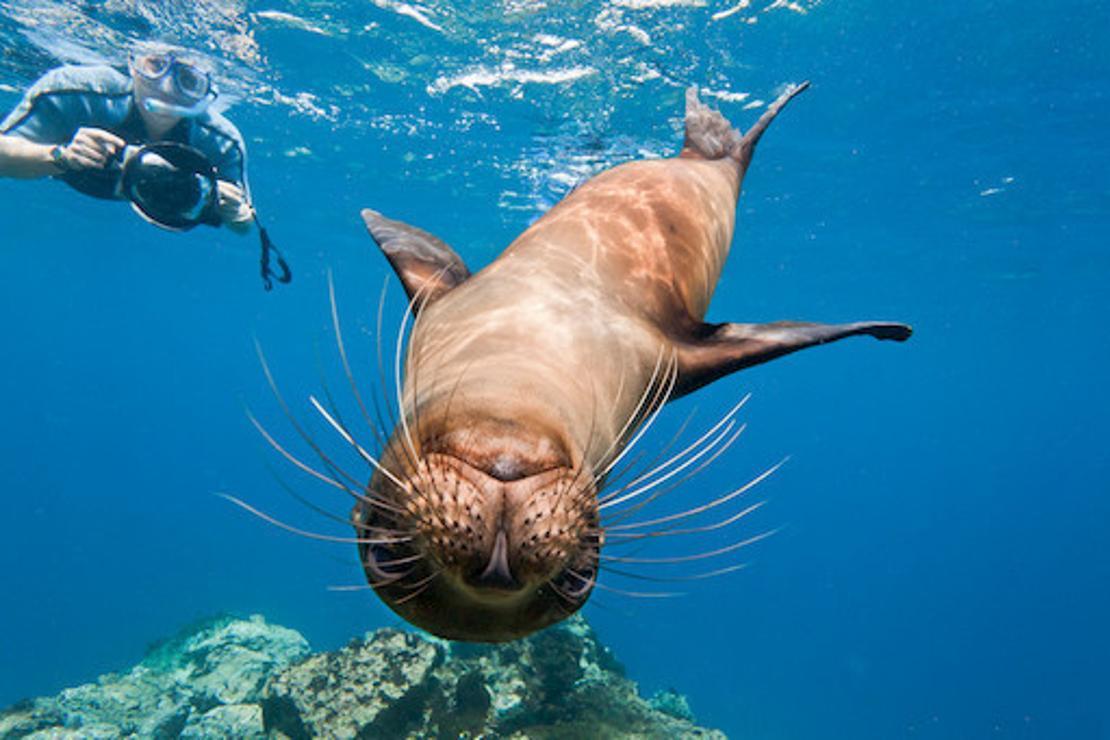 Darwin’e ilham veren Pasifik adaları: Galapagos