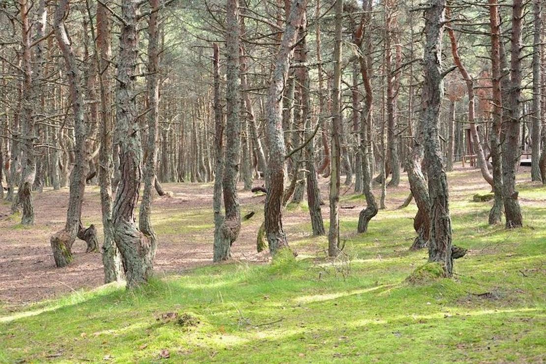 Görenleri şaşkına çeviren yer: Dans Eden Orman