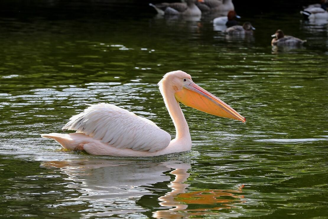 Bu park 355 yıldır pelikanlara ev sahipliği yapıyor