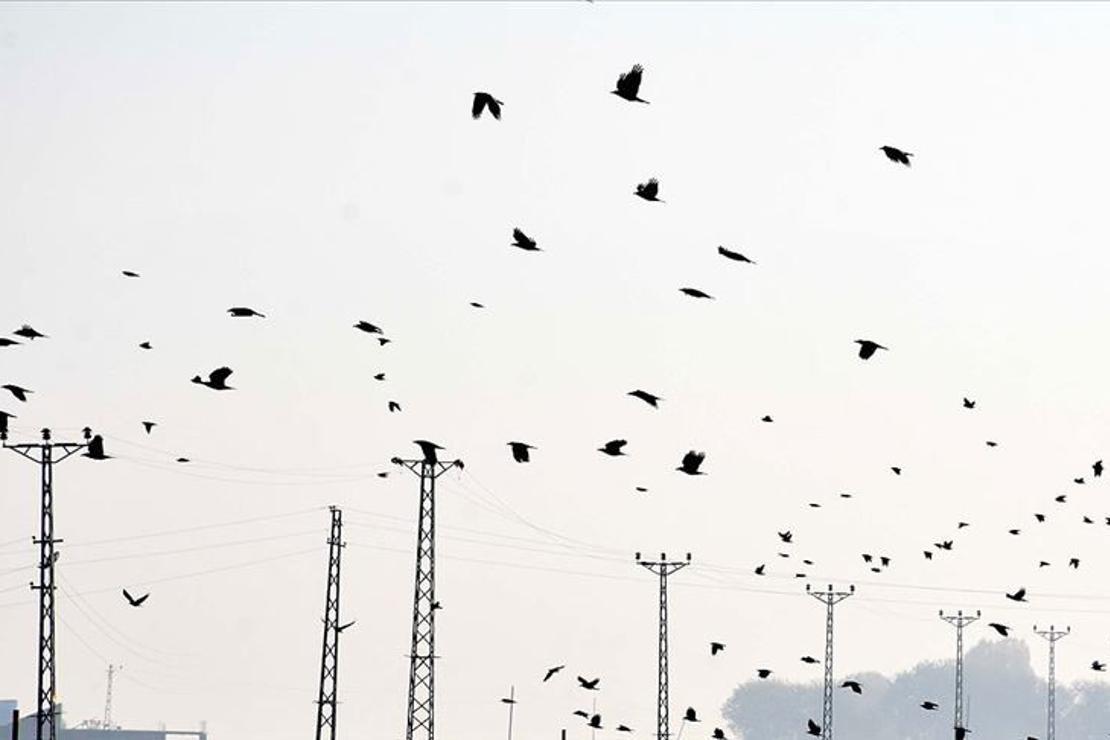 Koronavirüs günlerinde 'kuşların göçerliğine tanık olun' önerisi