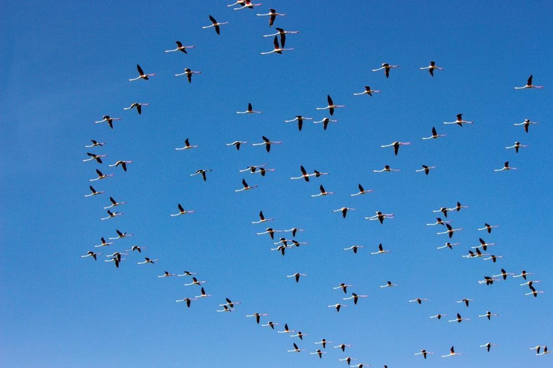 Flamingoların Tuz Gölü yolculuğu