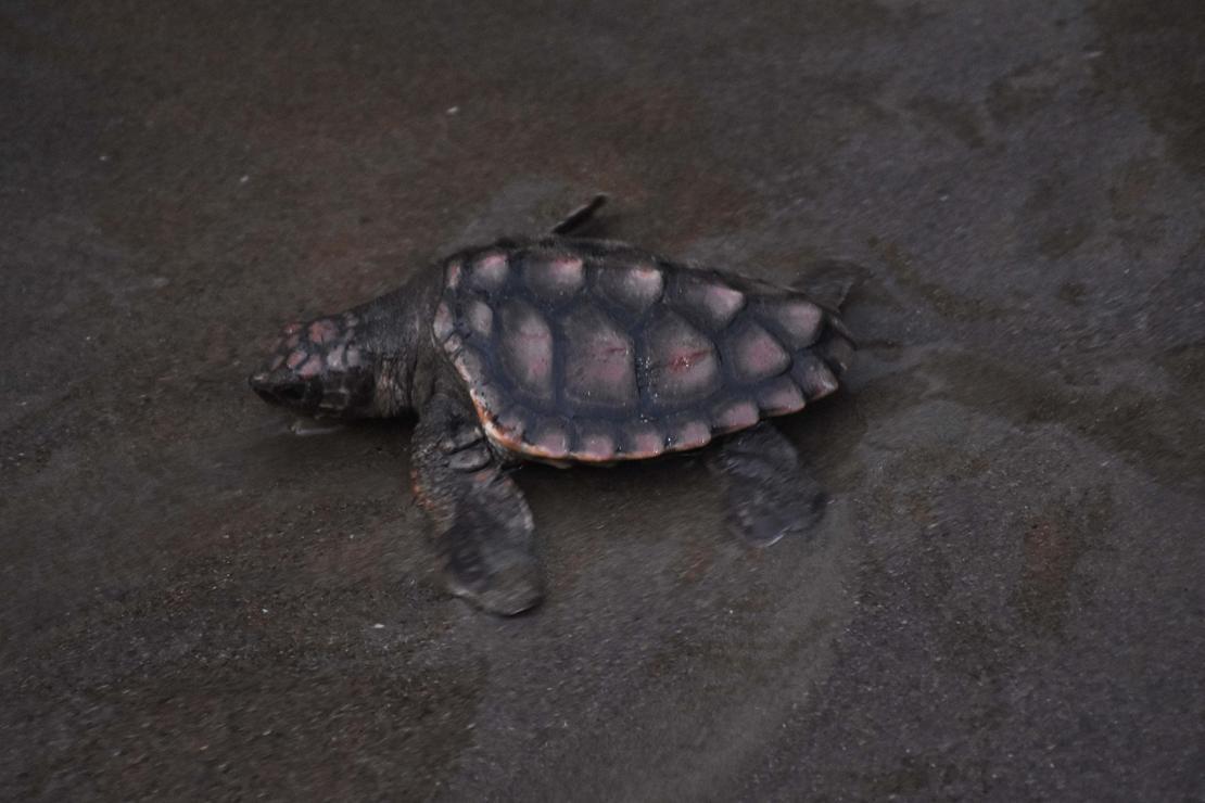İztuzu Plajı caretta caretta yuvası ve yavru çıkışında rekor kırdı