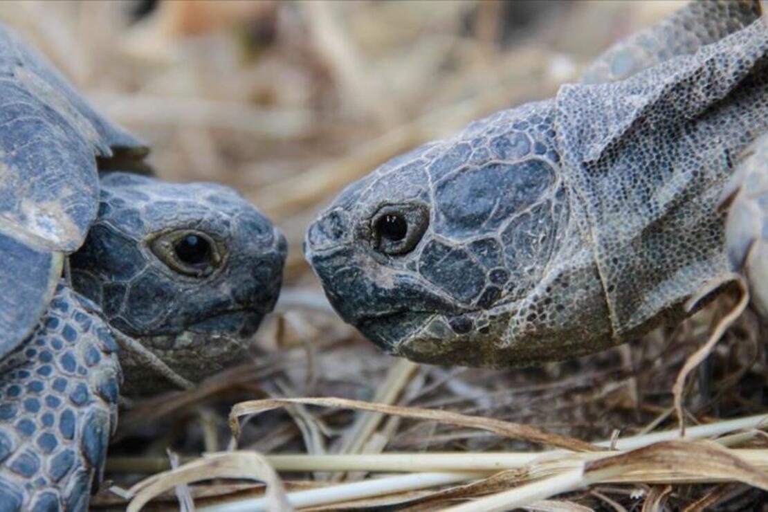 Konaklar köyünün sevimli misafirleri: 'Kara kaplumbağaları'