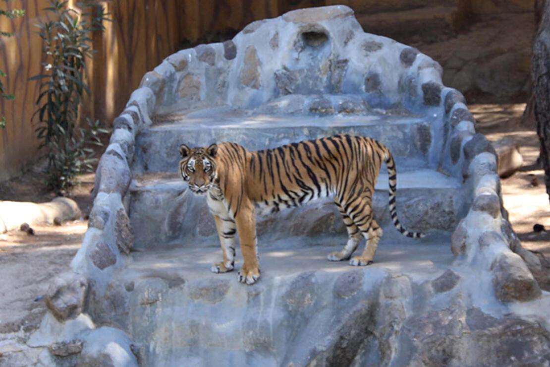 Gaziantep Hayvanat Bahçesi'ne ziyaretçi akını