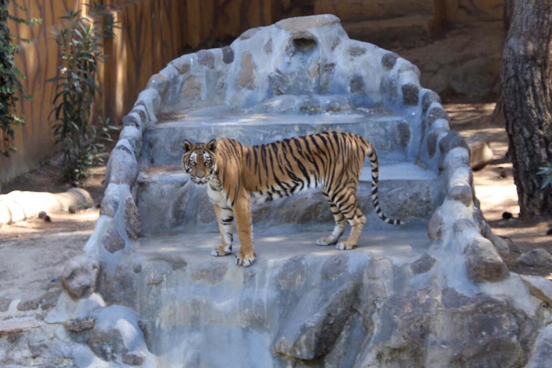 Gaziantep Hayvanat Bahçesi'ni 4 ayda, 427 bin kişi ziyaret etti
