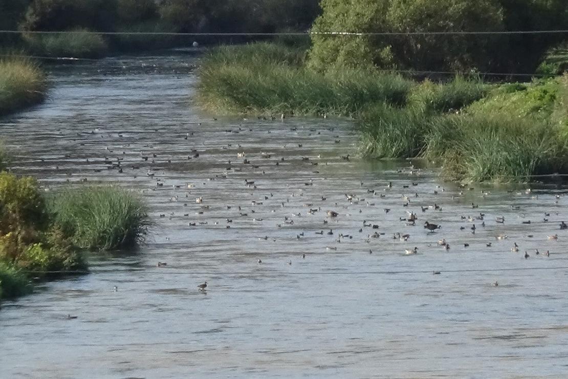 Kuyucuk Kuş Cenneti'ni bırak Kars Çayı’na bak