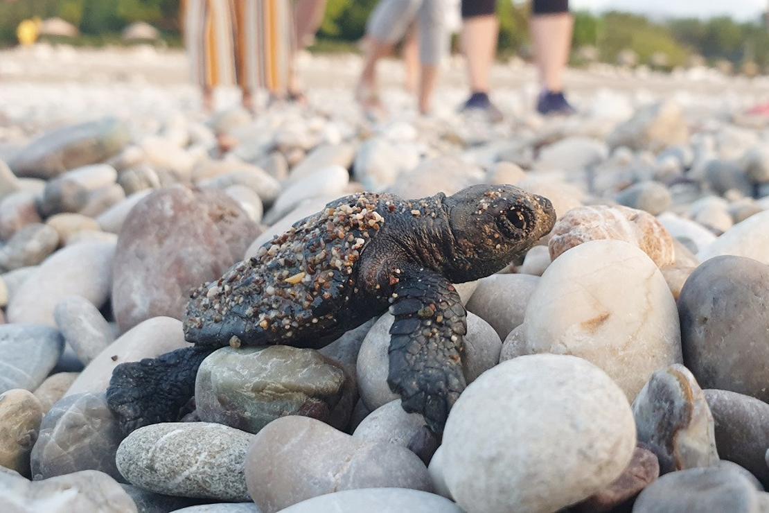 Çıralı'da bu sezon 3 bin 100 caretta caretta denizle buluştu