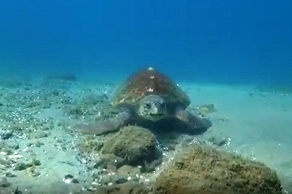 Nesli tükenmekte olan caretta caretta Çanakkale Boğazı’nda böyle görüntülendi