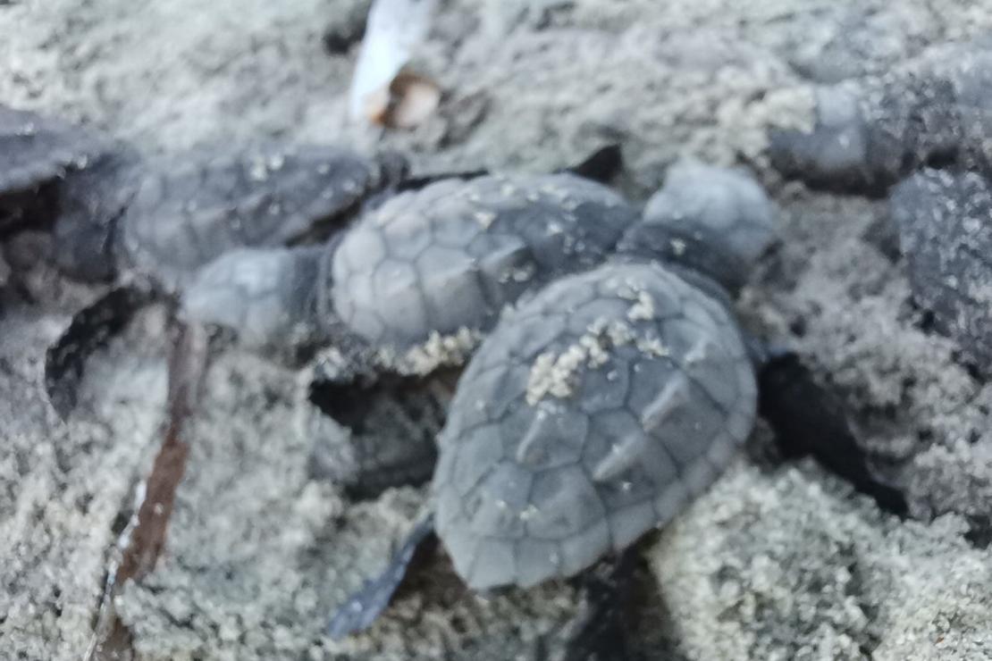 Çanakkale’de ilk kez caretta caretta yuvası tespit edildi