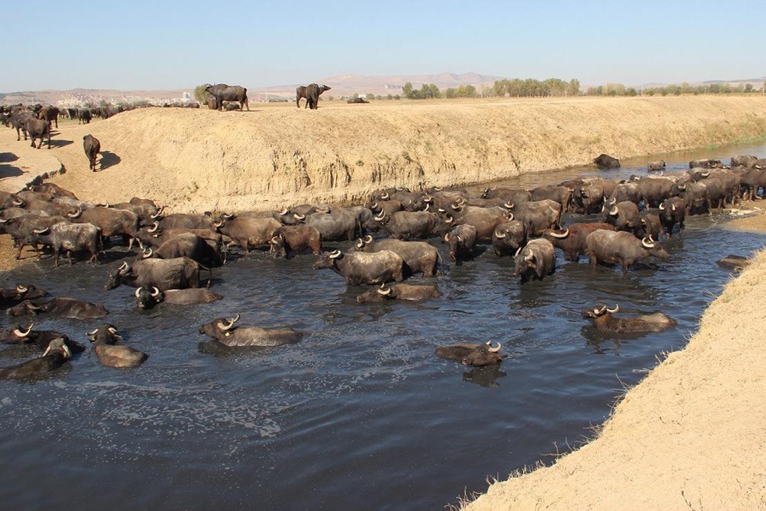 Burası Afrika bozkırları değil 'Afyonkarahisar'
