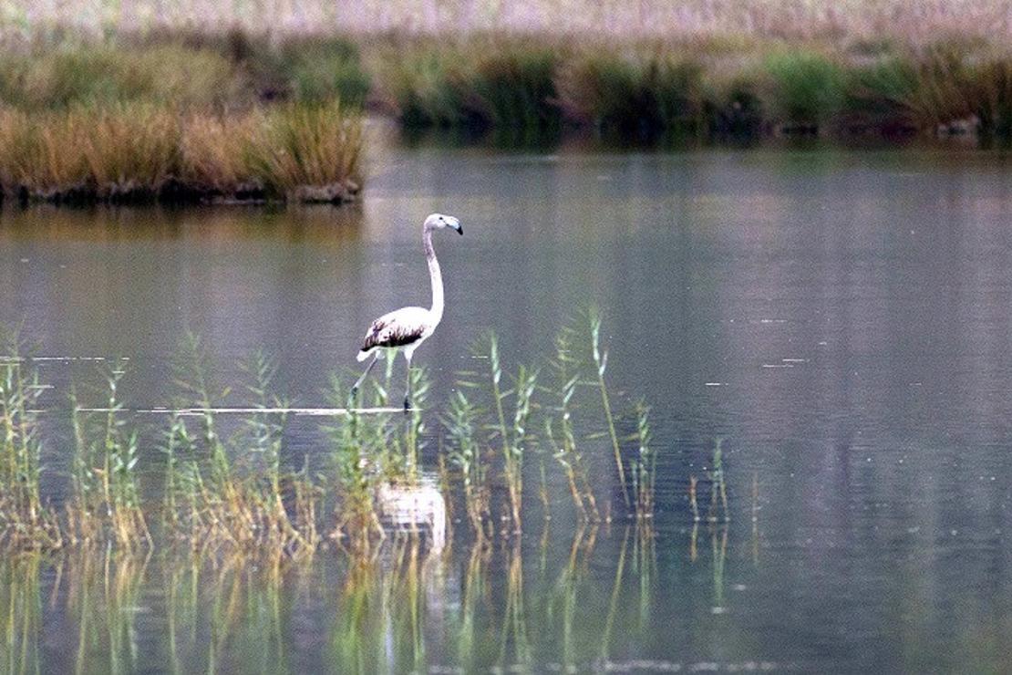 Demre'de flamingo heyecanı