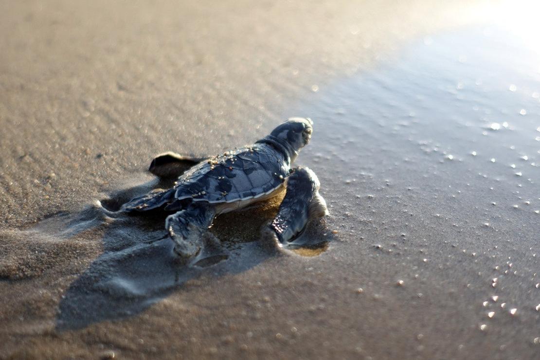 550 bin yavru caretta caretta denizle buluştu
