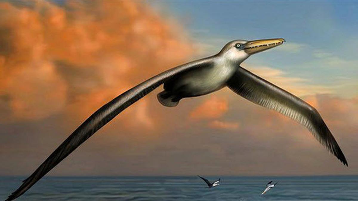 Dunyanin En Buyuk Kusunun Fosili Bulundu Teknoloji Haberleri