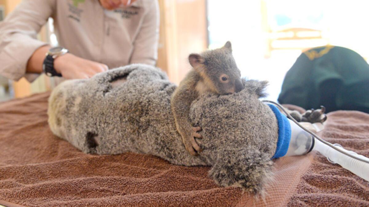 Bebek Koala Ameliyattaki Annesini Bir An Yalniz Birakmadi Son Dakika Guncel Haberler